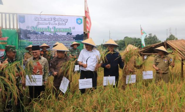 Beras Namang Cukup Terkenal dan Ditunggu Masyarakat Babel