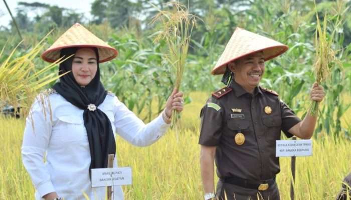 Kajati Babel Bertandang ke Desa Rias Saksikan Panen Padi