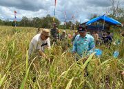 Ikut Panen Padi dengan Warga Desa Pelangas, Sukirman Berpesan Begini