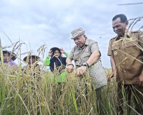 Panen Padi di Desa Bukit Terak Kurang Maksimal, Sukirman Bilang Begini