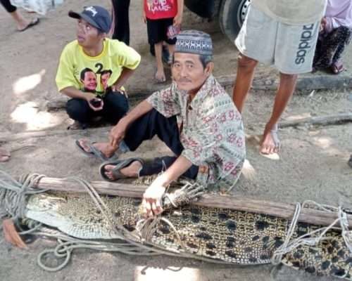 Madit Kaget, Serok Miliknya Malah Menjaring Buaya 3 Meter