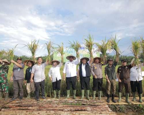 Safrizal Panen Raya dengan Masyarakat Desa Banyu Asin