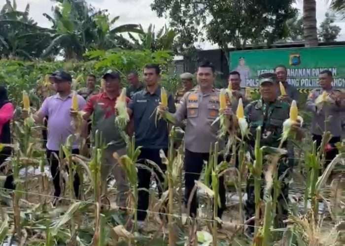 Polsek Merawang Panen Jagung Perdana