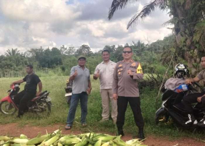 Polsek Bakam Panen Jagung 700 Kg, 