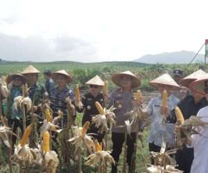Dukung Swasembada Pangan, Polres Bangka Gandeng PT GML Panen Jagung Kuartal Dua