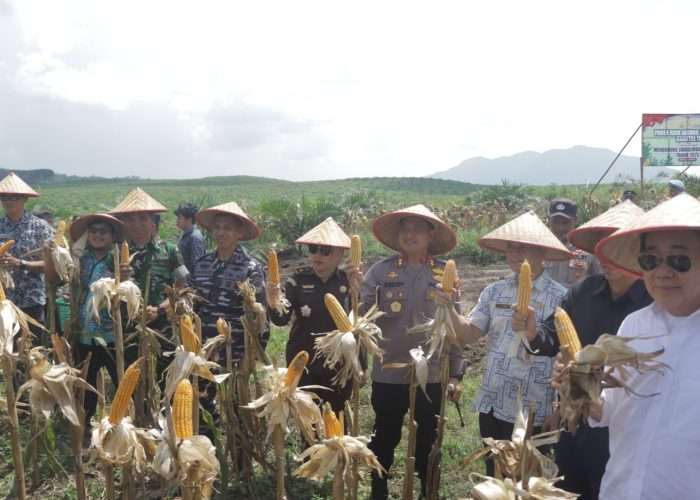 Dukung Swasembada Pangan, Polres Bangka Gandeng PT GML Panen Jagung Kuartal Dua