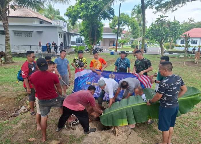 Hari Raya Idul Adha 1446 H, Lanal Babel Sembelih 11 Hewan Kurban