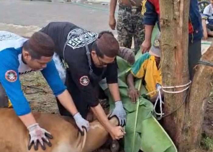 Masjid Ar Rahman Air Ruai Sembelih 3 Sapi dan 11 Kambing, 195 KK Terima Manfaat 