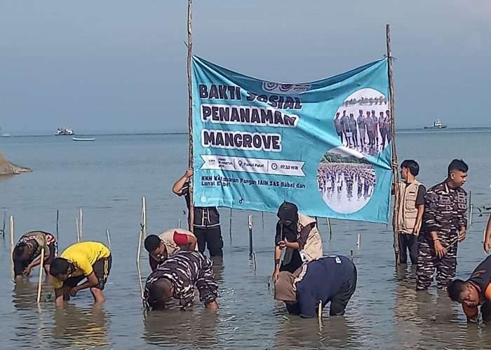 TNI AL Babel Gandeng Mahasiswa IAIN SAS & Warga Belinyu Tanam Ribuan Mangrove