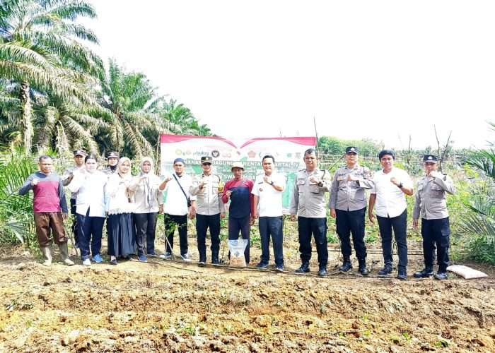 Dukung Swasembada Pangan, Polsek Pemali Tanam Jagung Serentak Bareng Warga