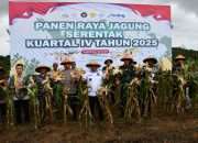 Danlanal Babel Ikuti Panen Raya Jagung Serentak Kuartal IV Polda Kep Babel