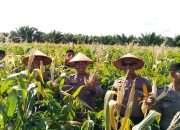 Sinergi Polri dan Petani, Panen Jagung 2 Ton di Riau Silip