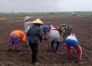 Dukung Ketahanan Pangan, Satgas TMMD Tanam Jagung dan Kacang Tanah