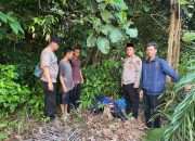 Polsek Mendo Barat Amankan 5 Bungkus Diduga Ganja Tak Bertuan di Kebun Sawit Warga