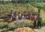 Polsek Bakam Panen Jagung 1,08 Ton, Dorong Kemandirian Pangan Warga