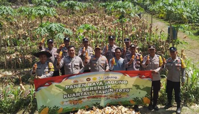 Polsek Bakam Panen Jagung 1,08 Ton, Dorong Kemandirian Pangan Warga