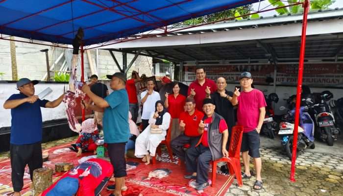 PDI Perjungan Bangka Sembelih 2 Sapi Kurban, Erigustian: Bukan Soal Besar Kecilnya, Tapi Keikhlasan Berbagi