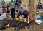 Idul Adha 1447 H,  Masjid Ar Rahman Sembelih 3 Sapi dan 9 Kambing