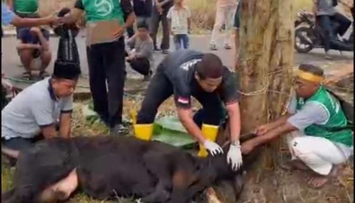 Idul Adha 1447 H,  Masjid Ar Rahman Sembelih 3 Sapi dan 9 Kambing