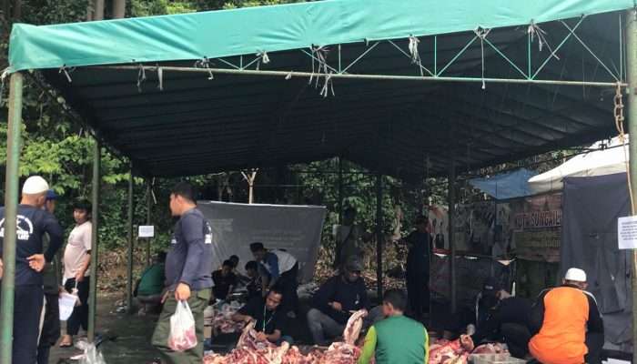 Masjid Agung Sungailiat Sembelih 8 Sapi dan 5 Kambing