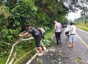 Pohon Tumbang Tutupi Jalan Pangkalpinang-Muntok, Polisi Gerak Cepat Evakuasi